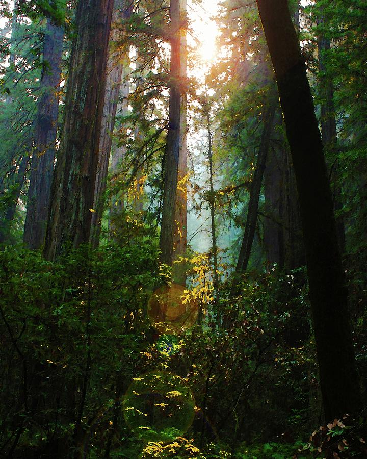 Forest Rays Photograph by Timothy Bulone