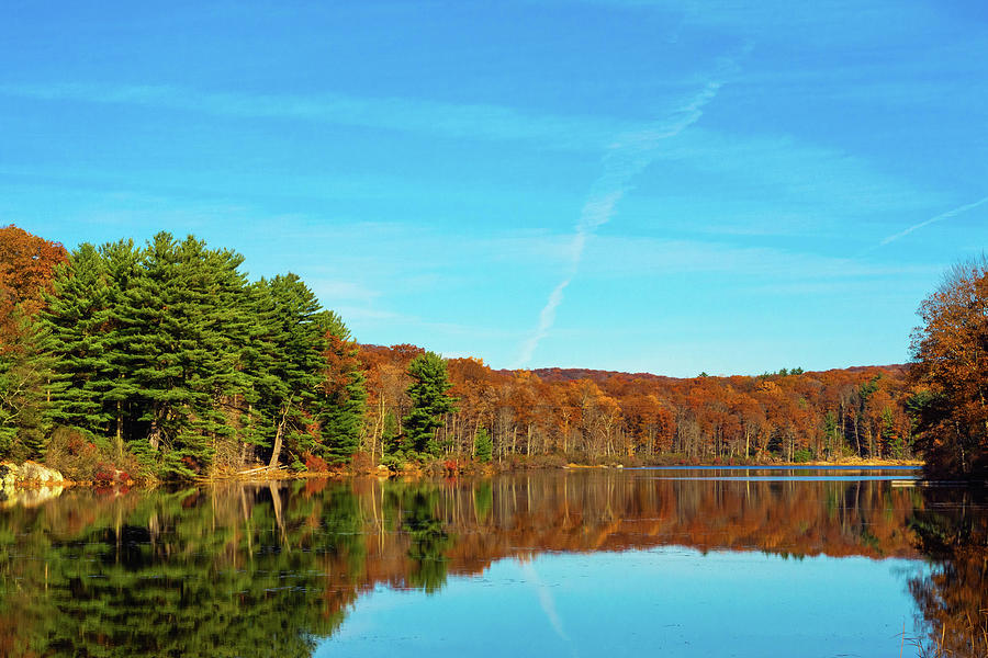 Forest reflect on calm water Photograph by Anna Zisk - Fine Art America