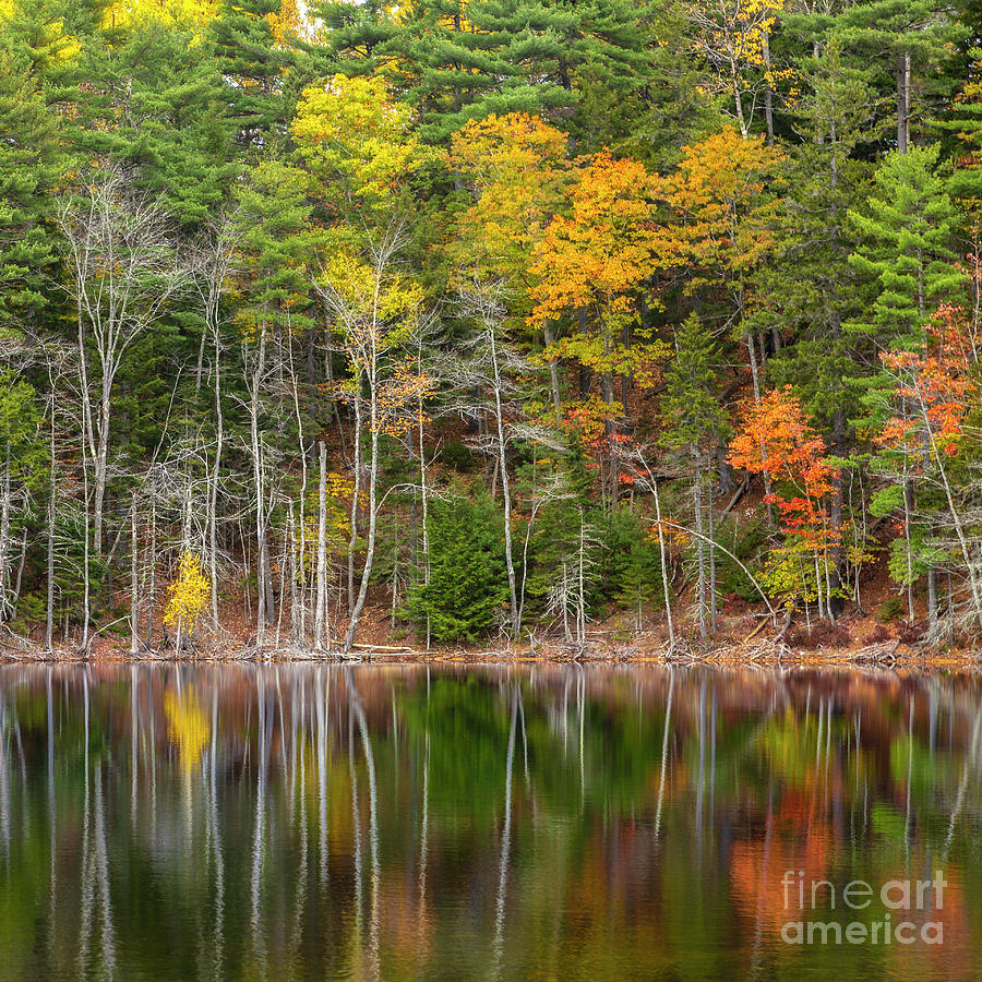 Forest Reflecting Photograph by Karin Pinkham