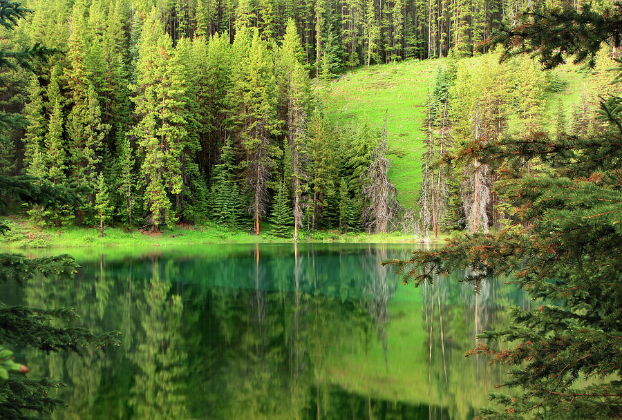 Forest Reflections Photograph by Adria  Photography