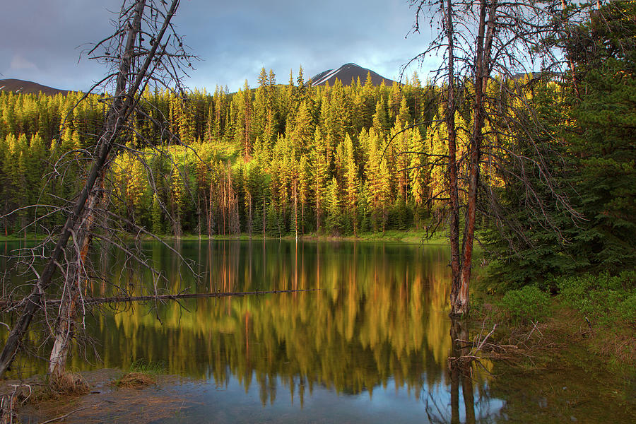 Forest Reflections In Fall Colors Photograph by Enn Li  Photography