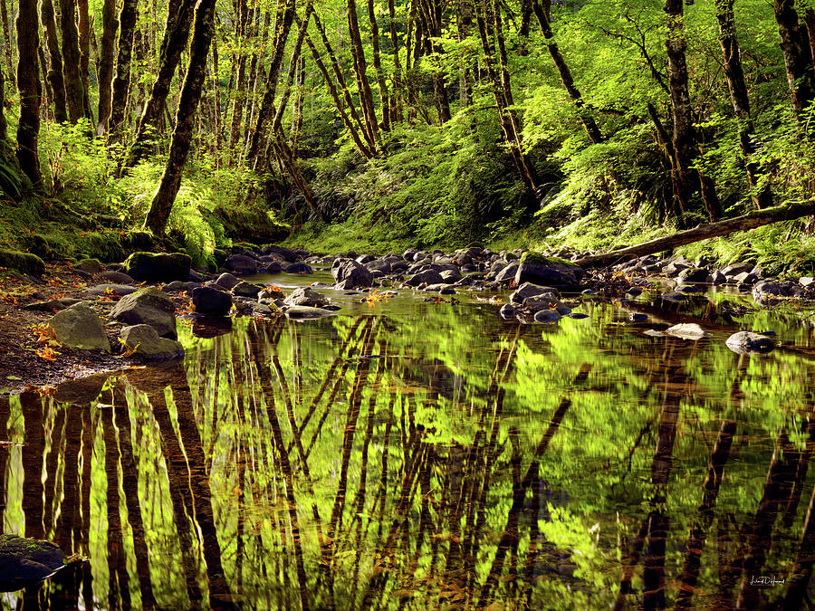 Forest Reflections Photograph by Leland D Howard