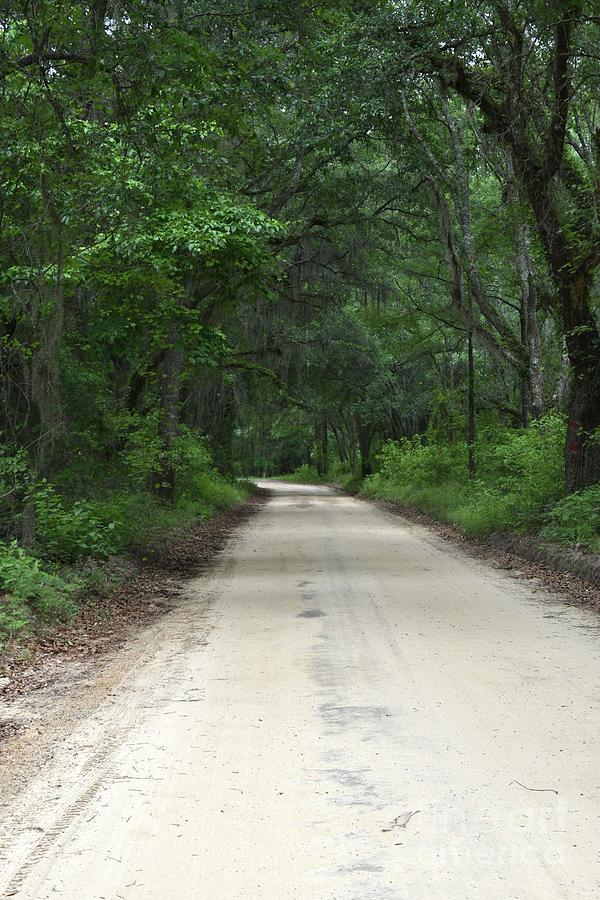 Forest Road Photograph by Anne O'Reilly - Fine Art America