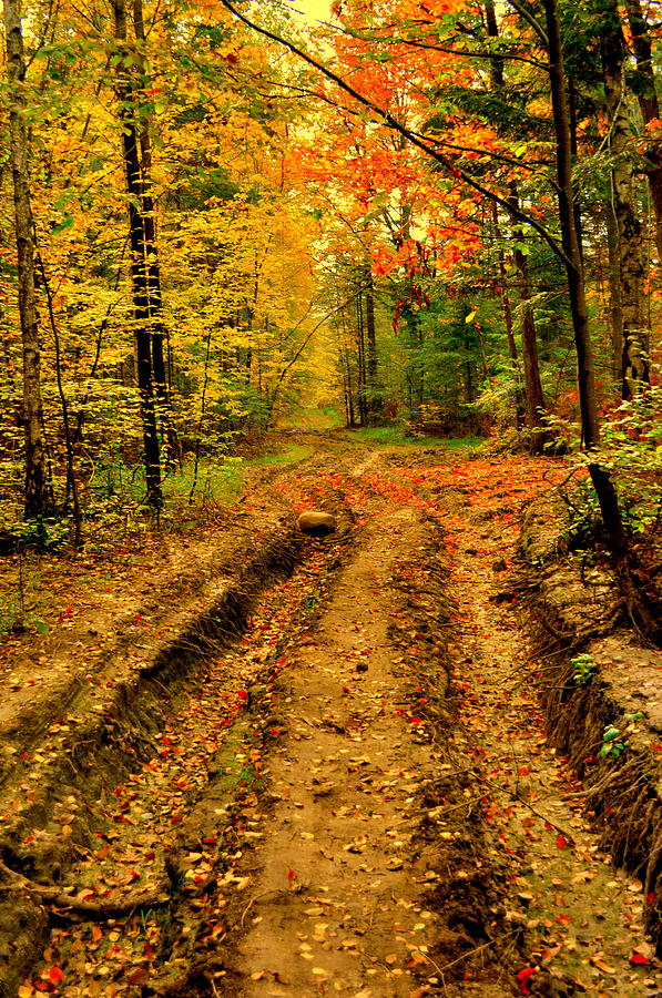 Forest road by Henryk Gorecki Forest road by Henryk Gorecki