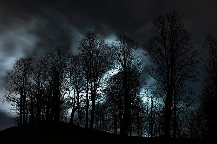 Forest Silhouette At Night In Front Of Illuminated Fog Banks ...