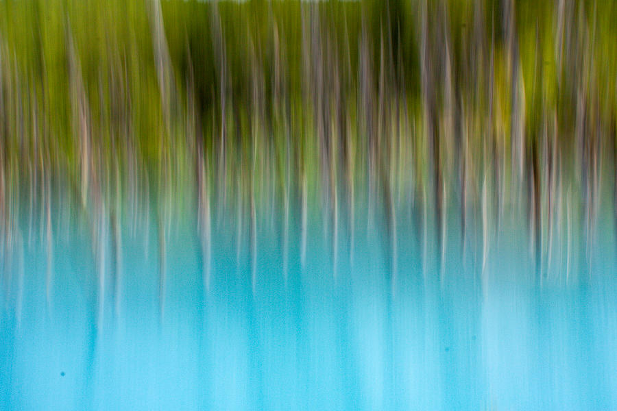 Forest Standing On The Blue Water Photograph by Kohichi Kotera