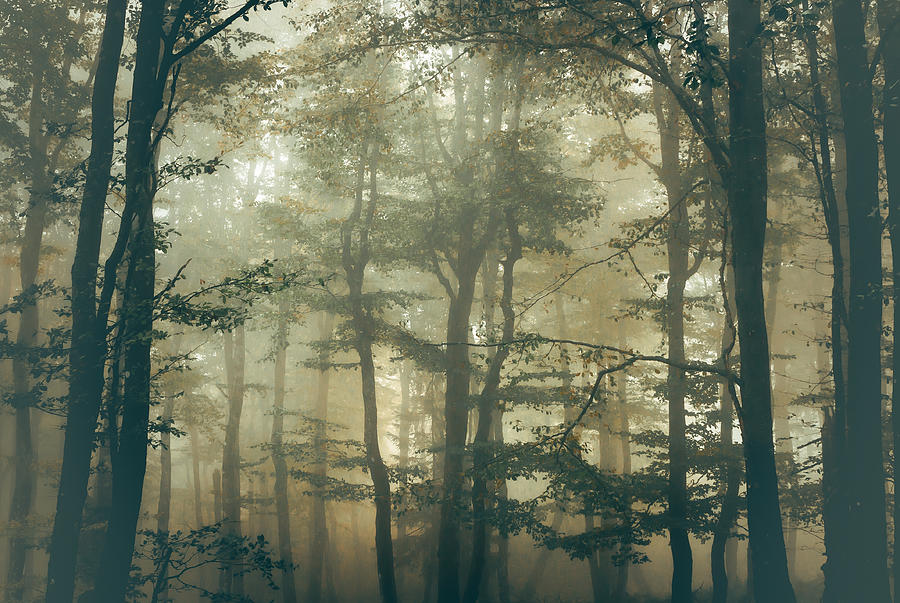 Forest Photograph by Stephanie Kleimann