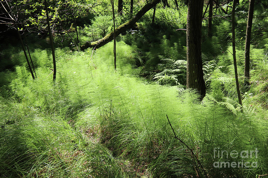 Forest still life with a horsetail Photograph by Michal Boubin