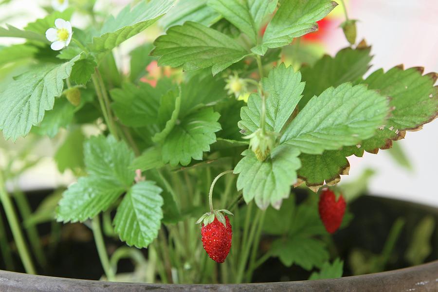 Forest Strawberry Plants With Fruits In A Flower Pot Photograph by Regina Hippel