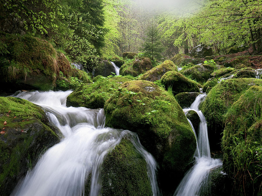 Forest Stream After Rain Photograph by Andreas Wonisch