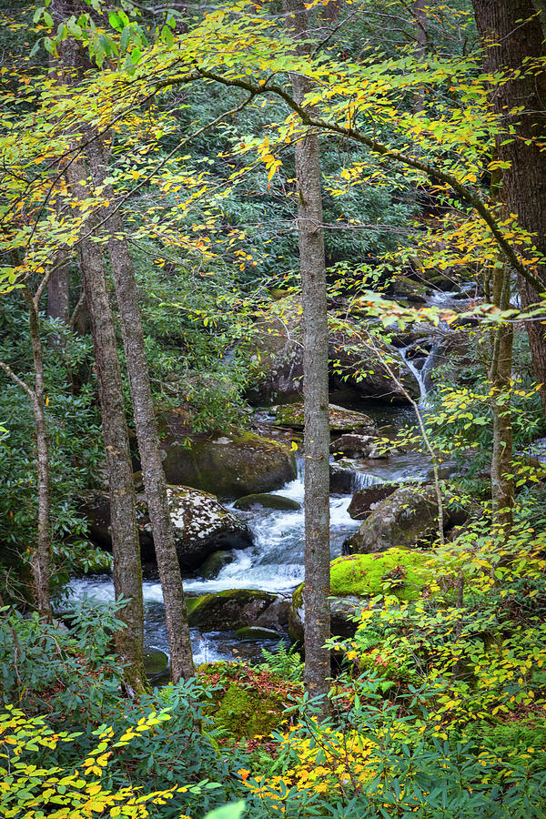 Forest Stream Cascades Photograph by Debra and Dave Vanderlaan