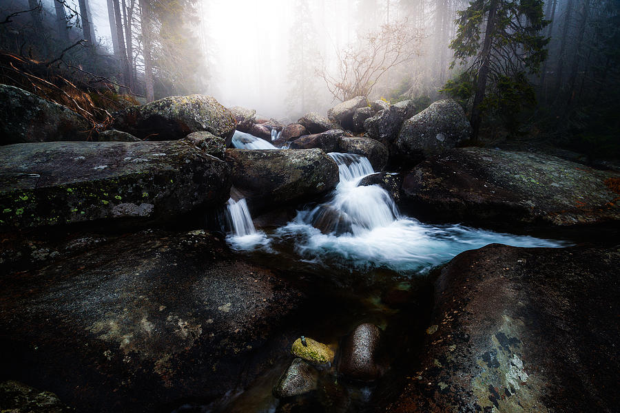 Tree Photograph - Forest Stream - High Tatras by Kristian Potoma