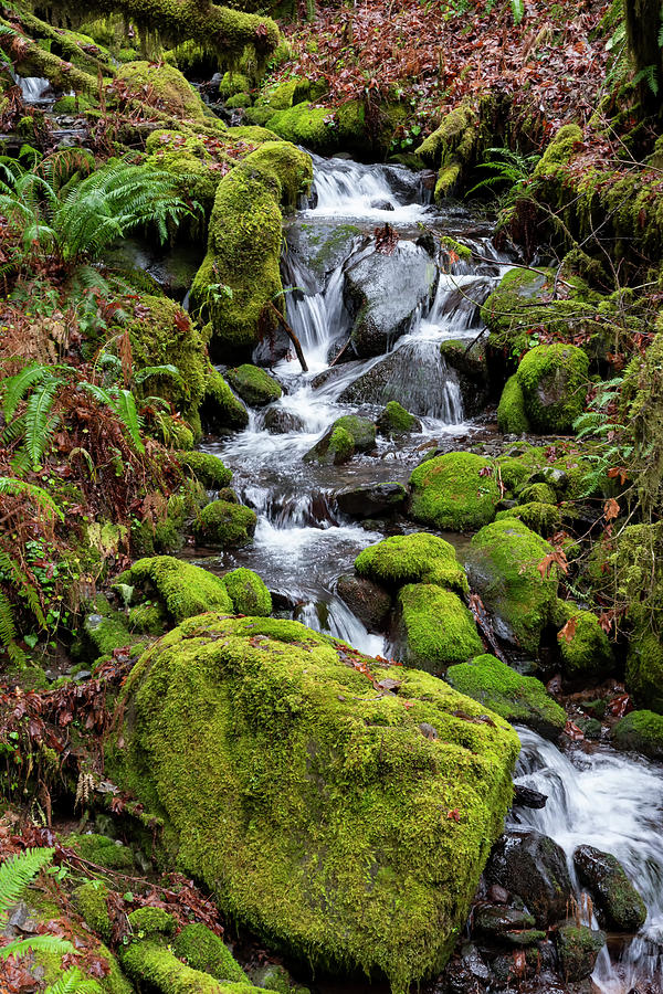 Forest Stream Photograph by Steven Clark
