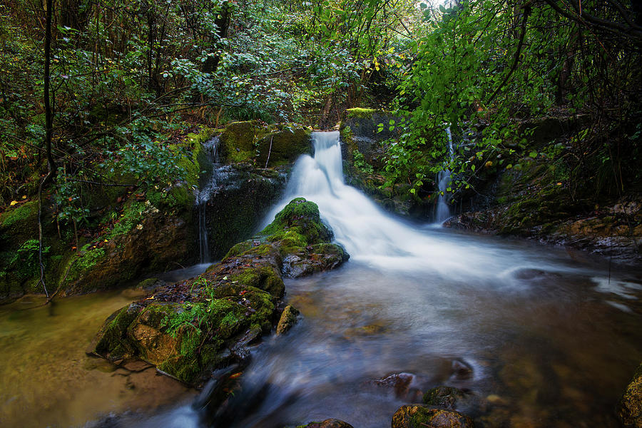Forest stream by Yuri San Forest stream by Yuri San