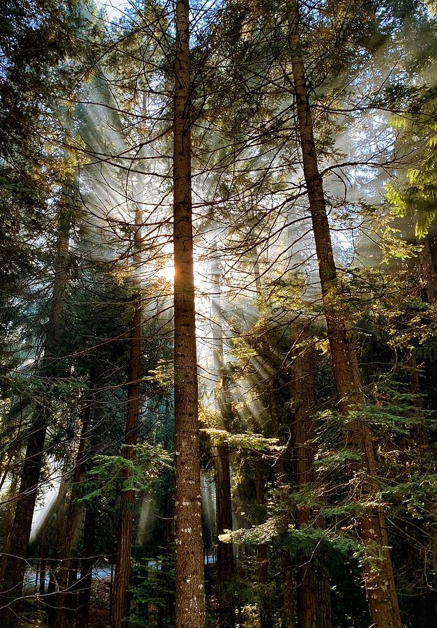Forest Sunrise Photograph by Steph Gabler