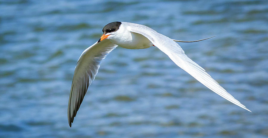 Forest Tern Photograph