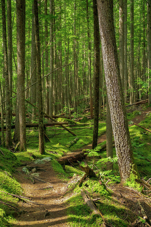 Forest Trail by Dave Matchett Forest Trail by Dave Matchett