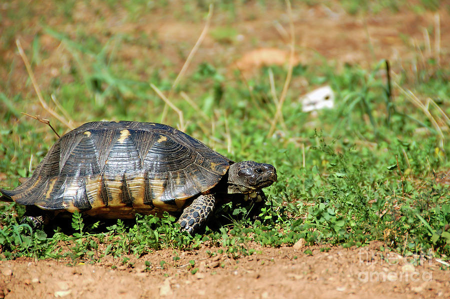 Forest Turtle Photograph by Dimitris Kolyris