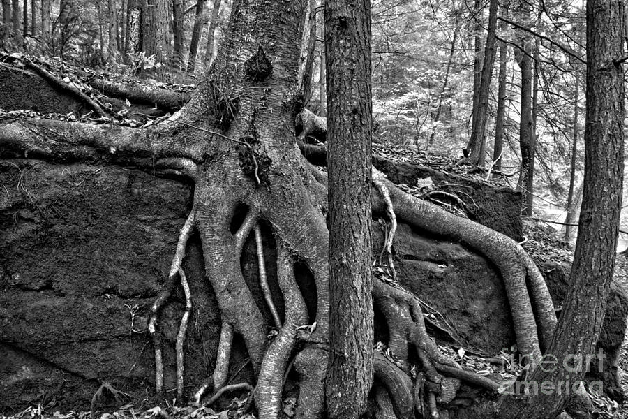 Forest Twisted Roots Black And White Photograph by Adam Jewell