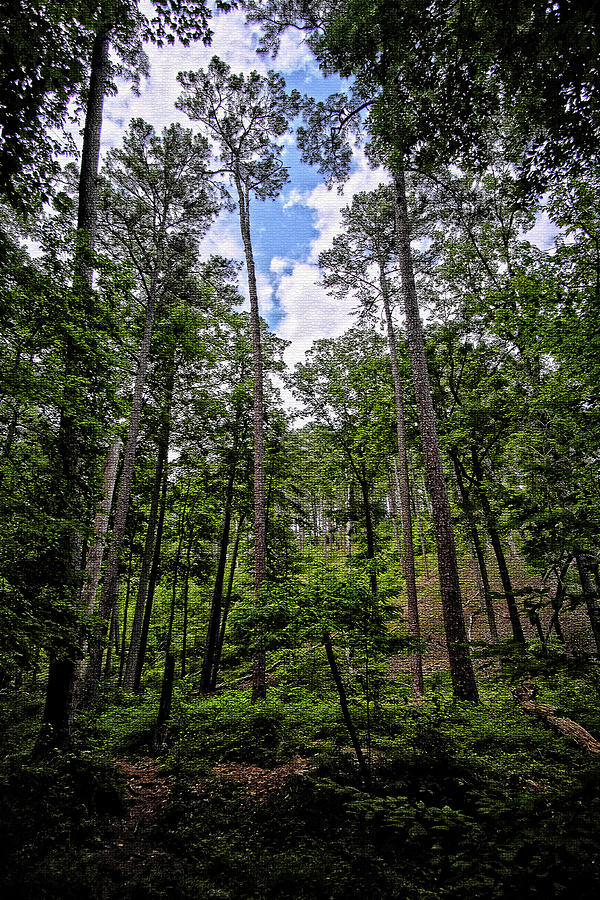 Forest View Photograph by George Taylor