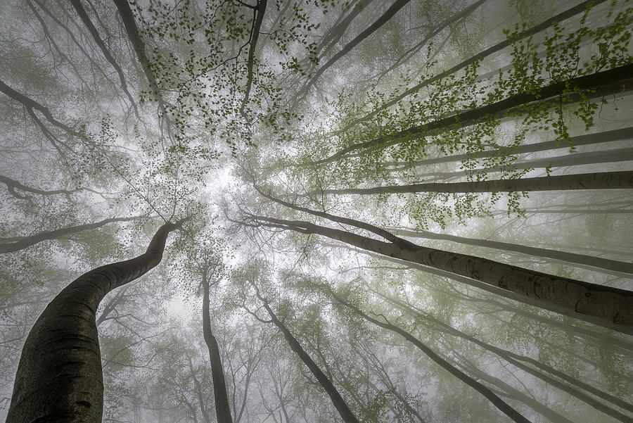 Tree Photograph - Forest Views by Tom Pavlasek