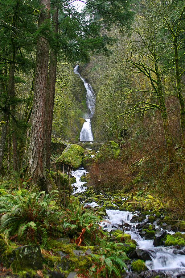 Forest Waterfall Photograph by Anthony Jones