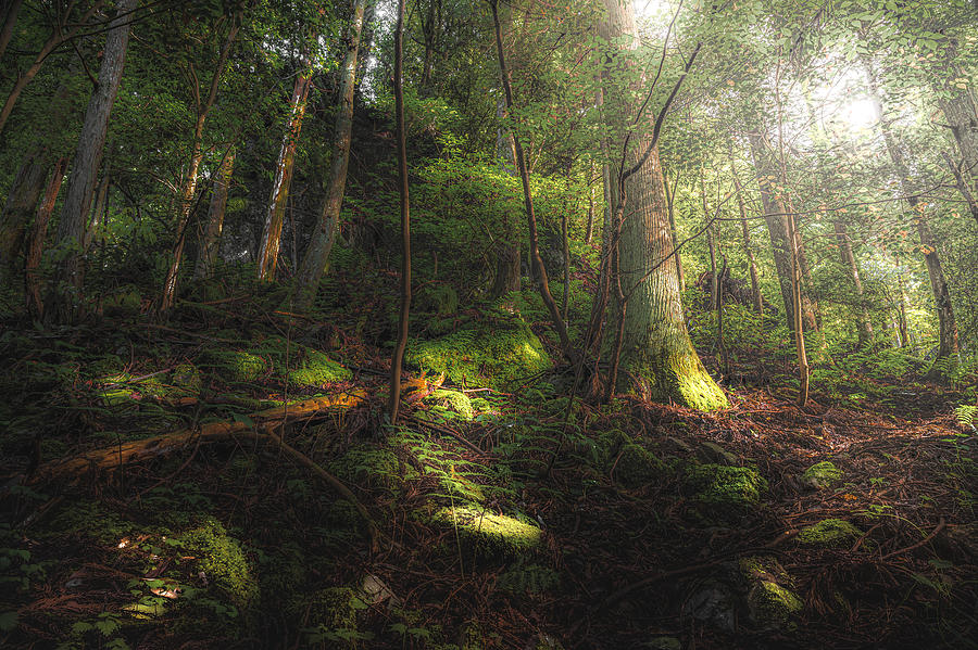 Forest With Piercing Light Photograph by ?????/hiroki Matsubara
