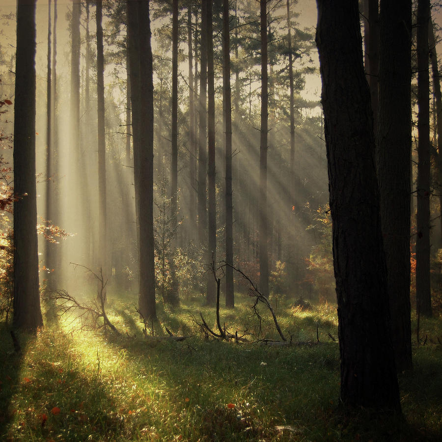 Forest With Sunbeams Photograph by Cate Davies