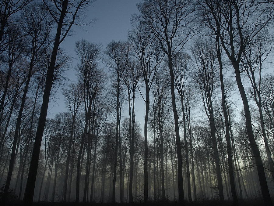 Nature Photograph - Forest Woods by Guillaume Temin