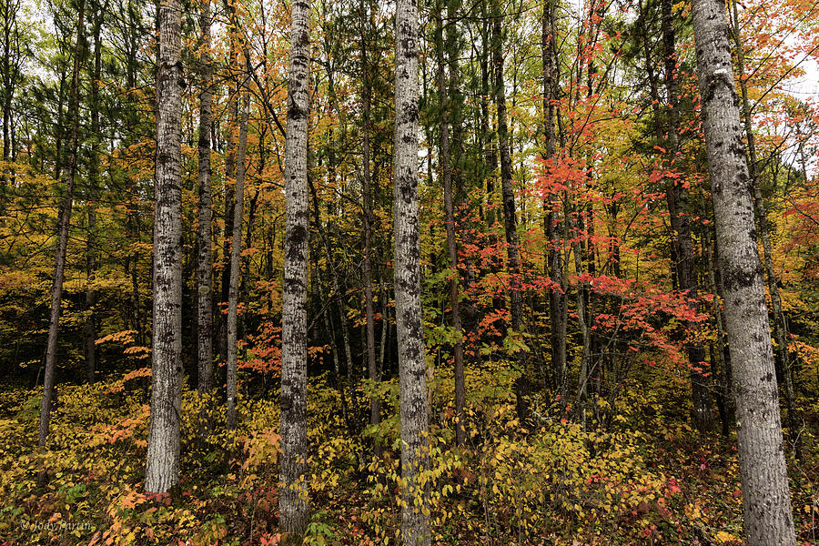 Forests of Michigan Photograph by Jody Partin
