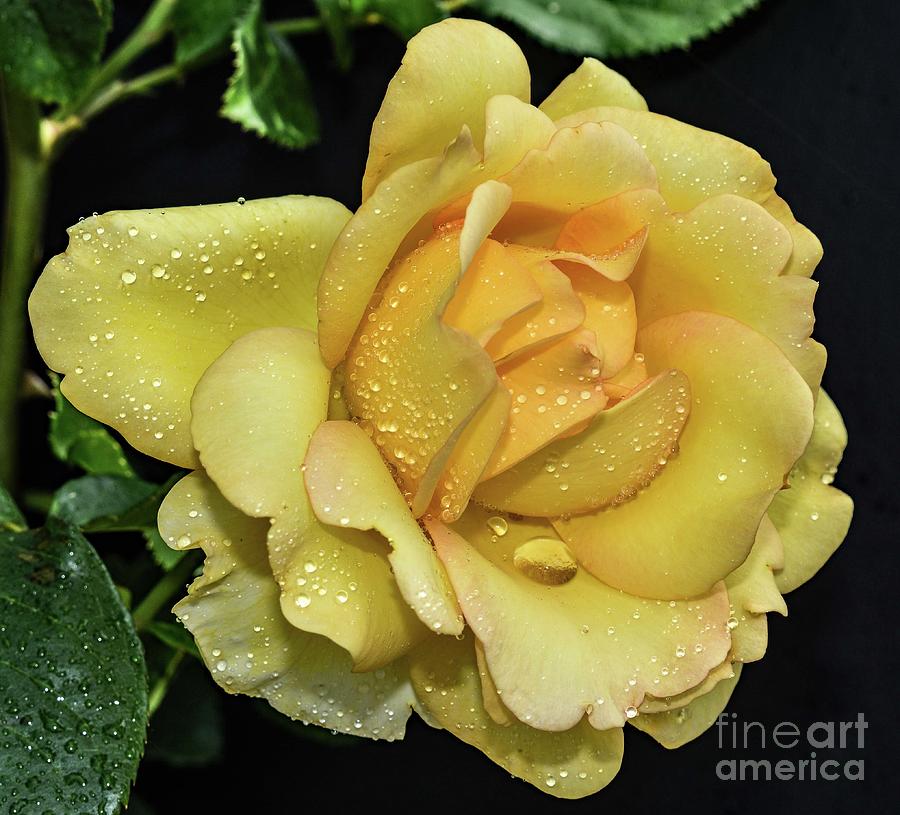 Forever Beautiful Gold Struck Rose Photograph