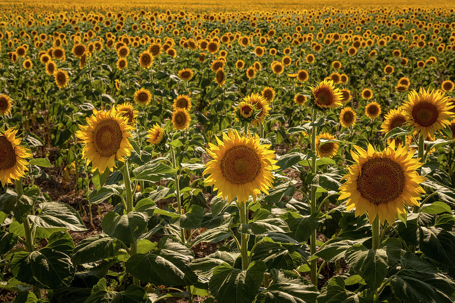 Forever Sunflowers Photograph by Teri Virbickis
