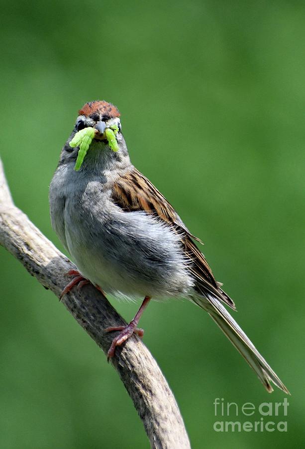 Forget It - Get Your Own Worms - Chipping Sparrow Photograph
