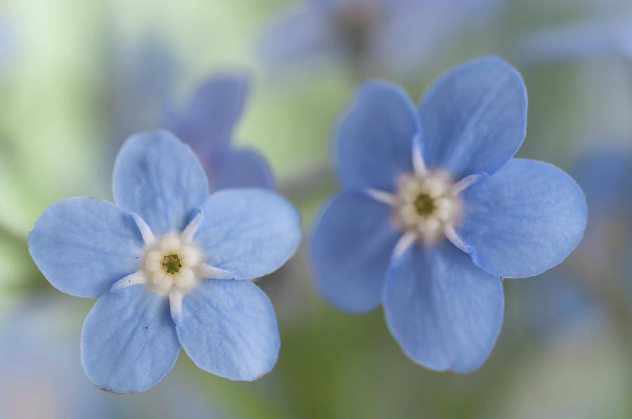 Forget-me-not Flowers Photograph by Jill Ferry