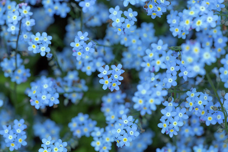 Forget-me-not Flowers On Woodland Floor, Norfolk, Uk Photograph by ...