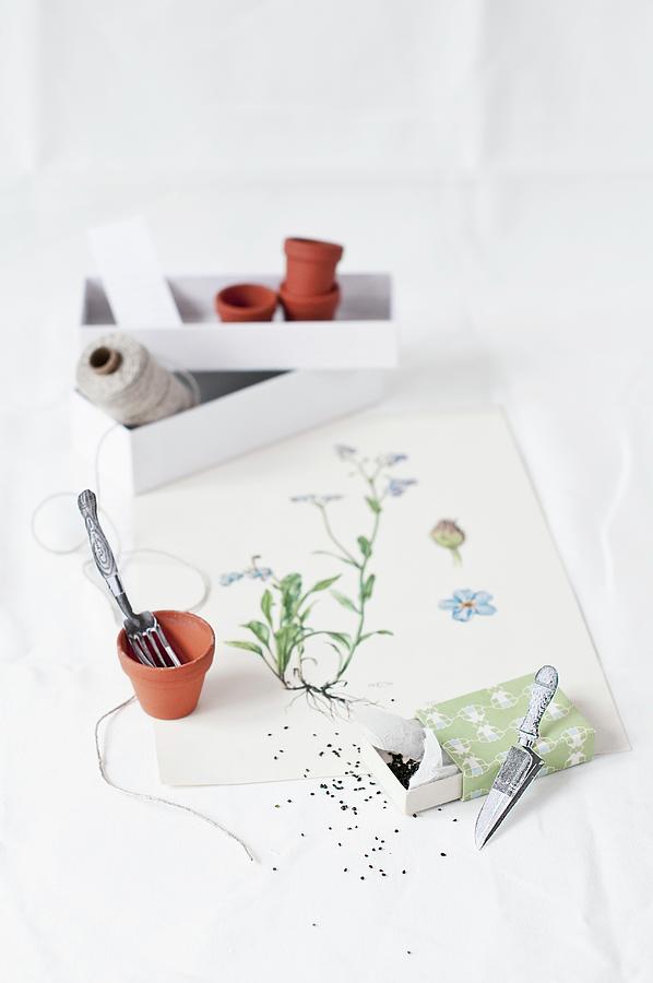 Forget-me-not Seeds In Small Gift Box And Flower Pot On Botanical Drawing Photograph by Cornelia Weber