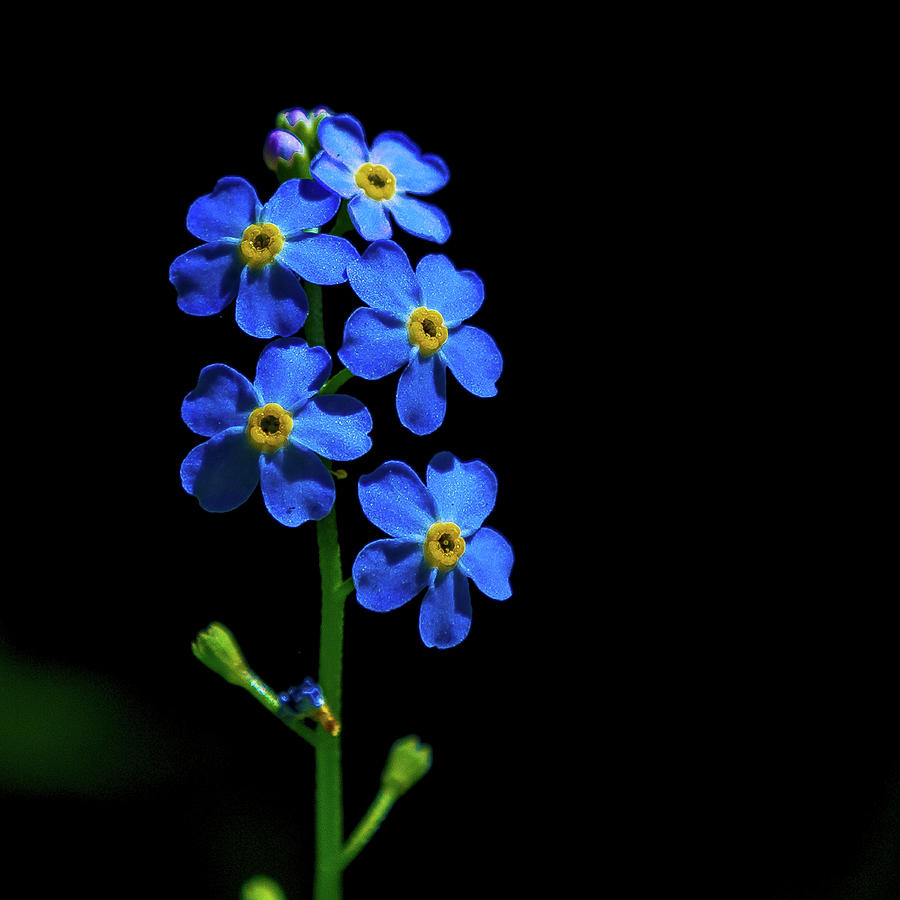 Forget Me Not Photograph by Tim Kirchoff
