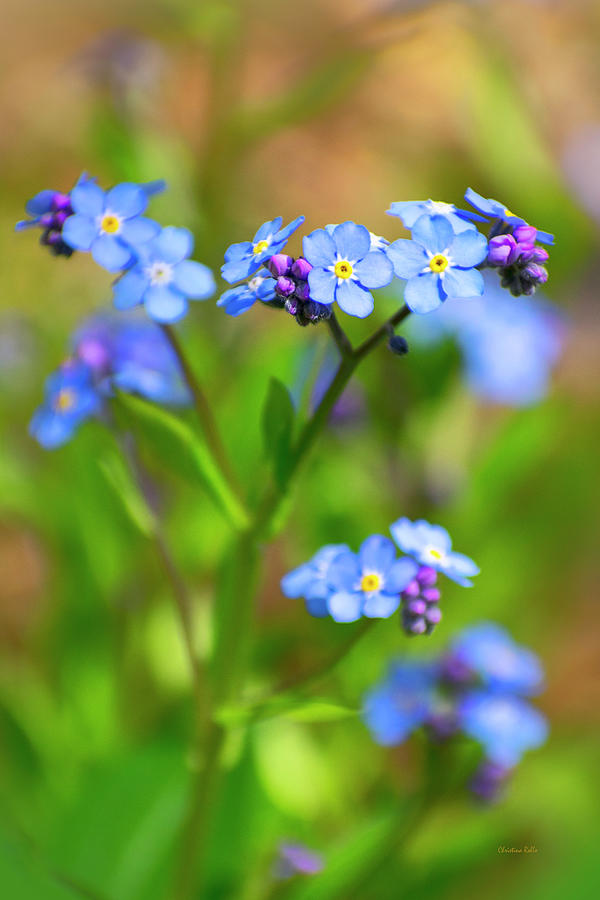 Forget Me Not Wildflowers Photograph by Christina Rollo