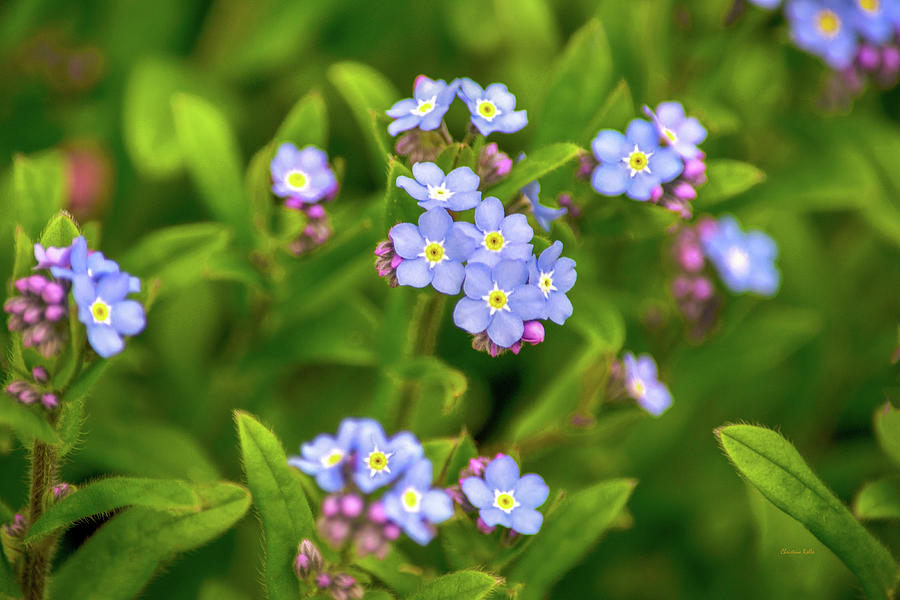 Forget Me Nots Photograph by Christina Rollo