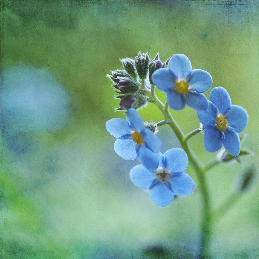 Forget Me Nots Flower By Jill Ferry