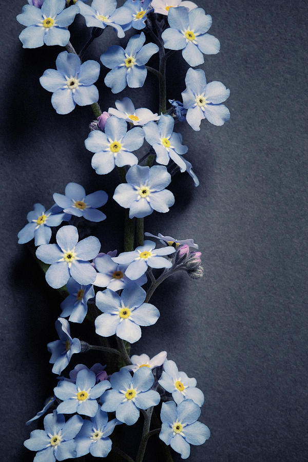 Forget Me Nots No. 11 by Allison Trentelman Forget Me Nots No. 11 by Allison Trentelman