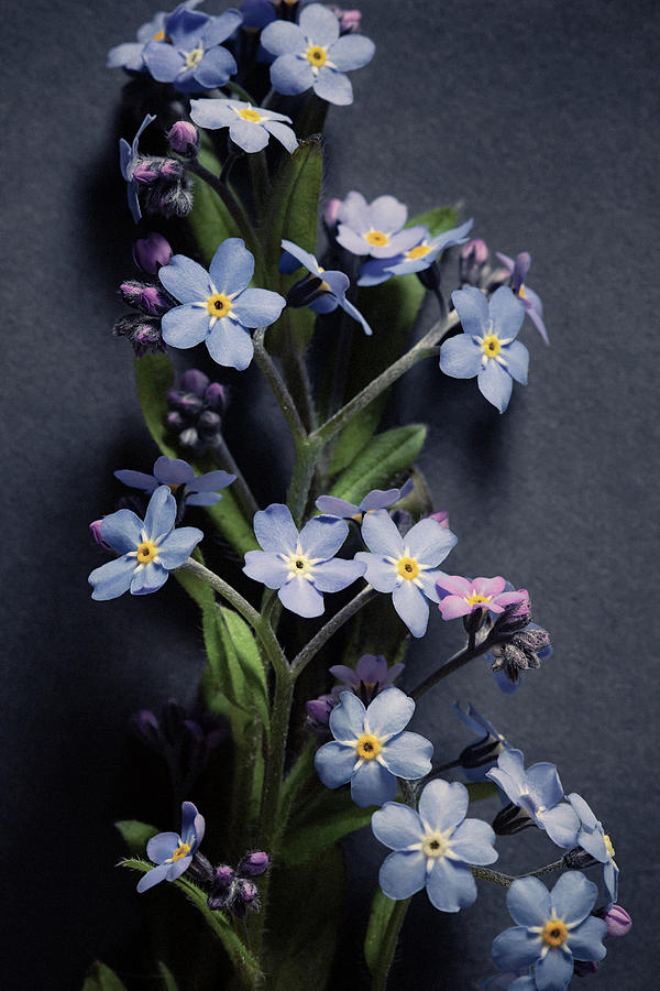 Forget Me Nots No. 8 by Allison Trentelman Forget Me Nots No. 8 by Allison Trentelman