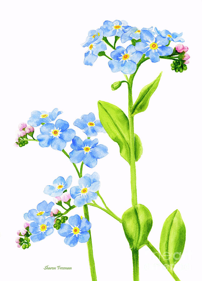 Flowers Still Life Painting - Forget-Me-Nots on White by Sharon Freeman