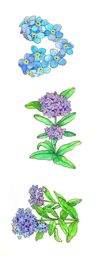 Flower Painting - Forget Me Nots by Wendy Edelson