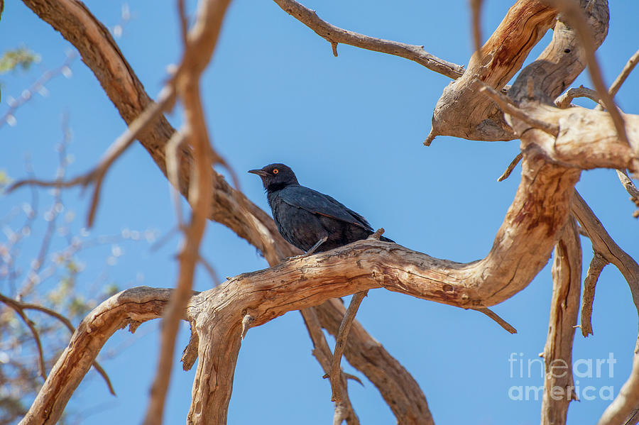 Fork-tailed Drongo Photograph by Photostock-israel/science Photo Library
