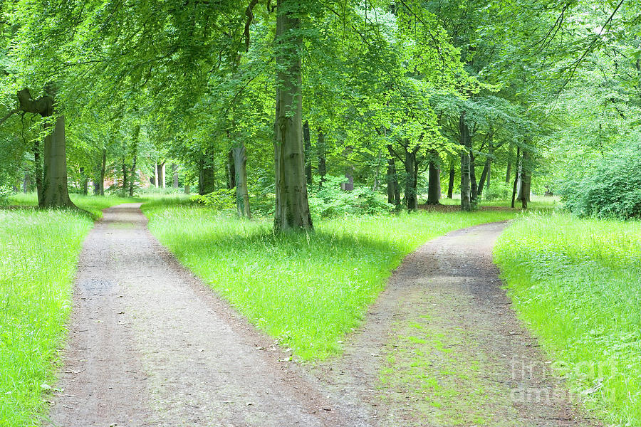 Forked Pathway In Forest Photograph by Conceptual Images/science Photo Library