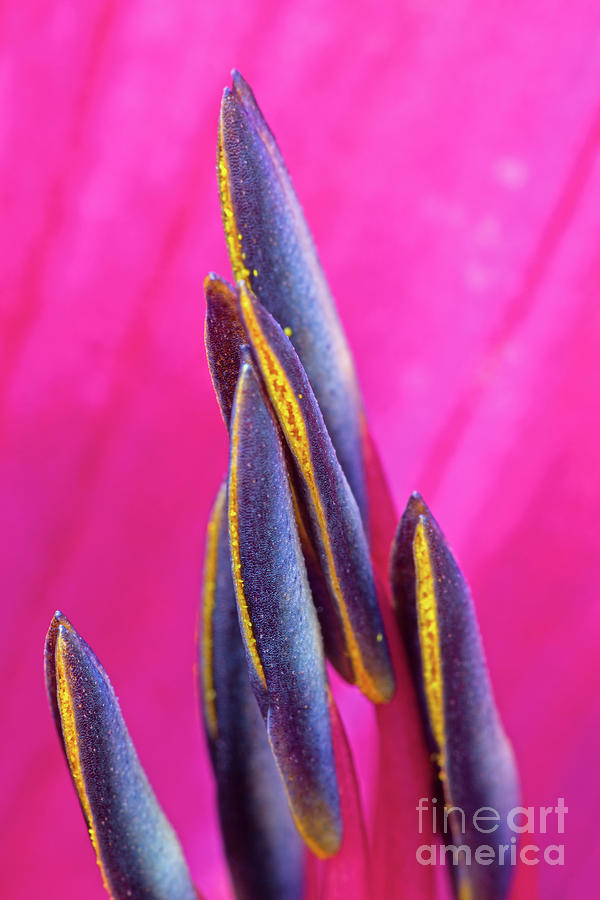 Abstract Photograph - Forked by Steven Dillon Abstract Photograph - Forked by Steven Dillon