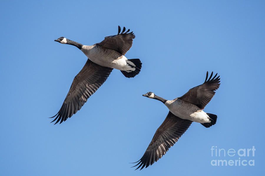 Formation Geese Photograph by David Bearden