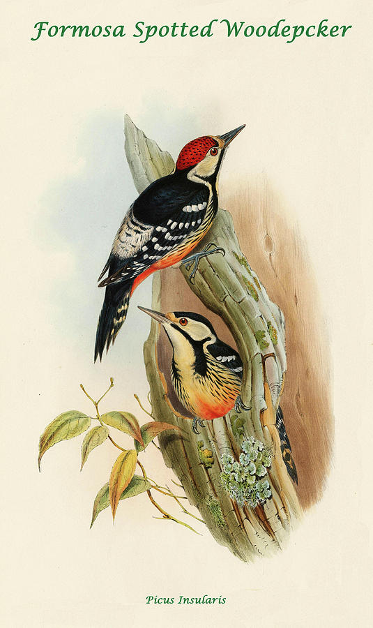 Formosa Spotted Woodpecker Painting by John Gould