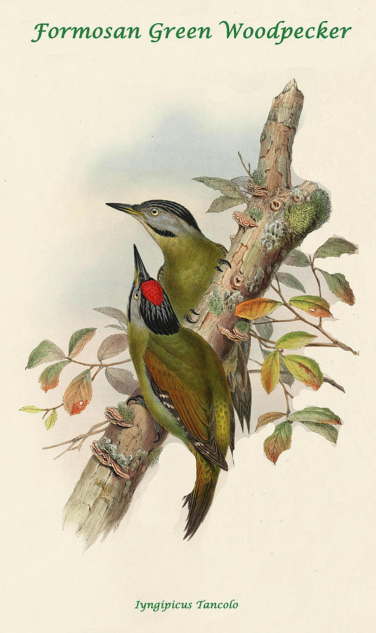 Formosan Green Woodpecker Painting by John Gould